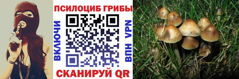 купить   Кондрово  Галлюциногенные грибы Psilocybe 